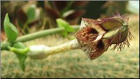 Ceropegia radicans ssp smithii 1